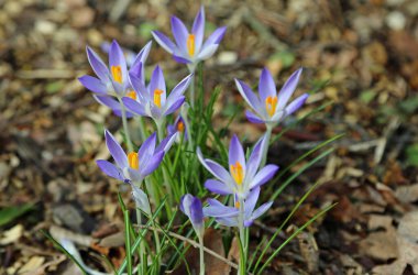 Narin kır çiçekleri, Almanya