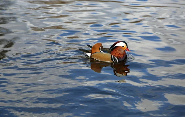 Mandarin Duck Right Profile Charlottenburg Park Berlin Germany — Photo