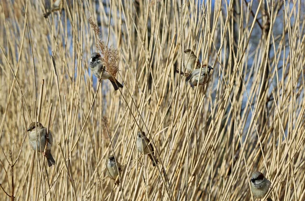 Group Sparrow Reed Germany — Φωτογραφία Αρχείου