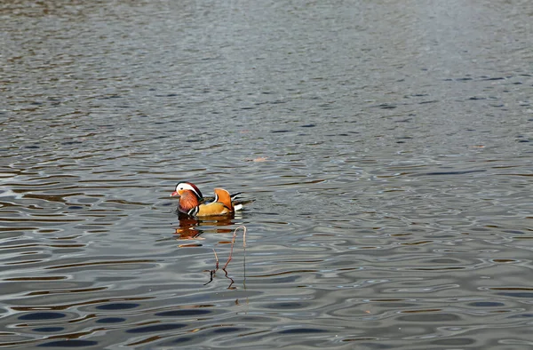 Mandarin Duck Lake Charlottenburg Park Berlin Germany — Stockfoto