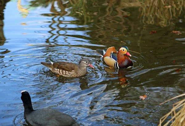 Mandarin Ducks Couple Charlottenburg Park Berlin Germany — Stockfoto