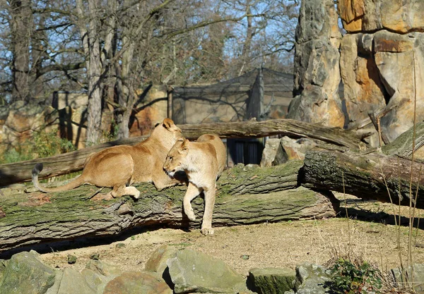 Female Lion Zoological Garden Berlin Germany — Zdjęcie stockowe