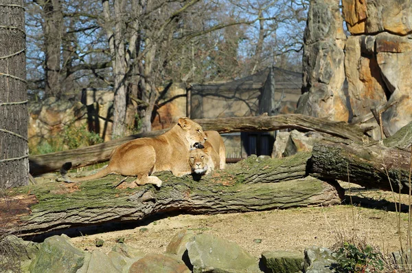 Lion Siblings Elsa Hanna Zoological Garden Berlin Germany — Zdjęcie stockowe