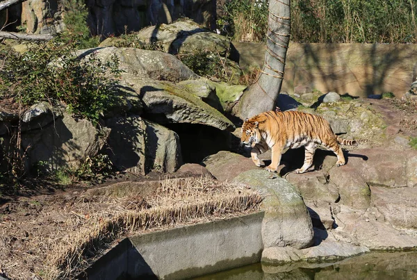 Walking Amur Tiger Zoological Garden Berlin Germany — Zdjęcie stockowe