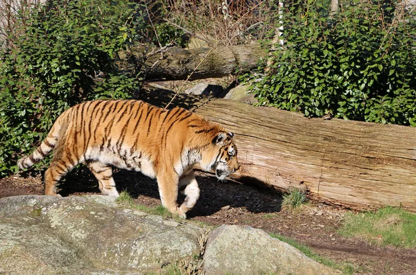 Amur Tiger Zoological Garden Berlin Germany — Zdjęcie stockowe