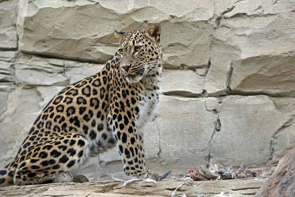 Jaguar Dinner Berlin Germany — Zdjęcie stockowe