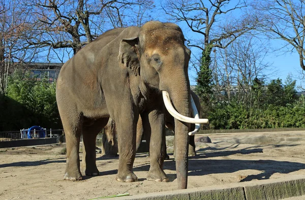 Landscape Asian Elephant Berlin Germany — Fotografia de Stock