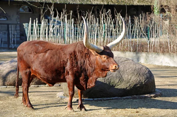 Watussi African Long Horned Cattle Berlin Germany — стоковое фото
