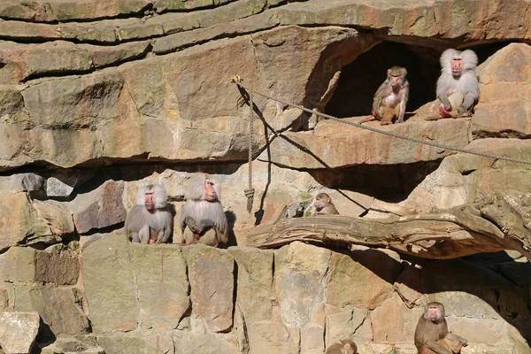 Baboon Group Berlin Zoo Germany — Foto de Stock