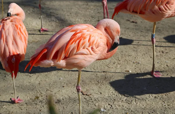 Flamingo Sleeping Berlin Zoo Germany — kuvapankkivalokuva