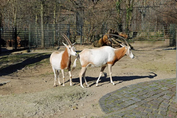 Two Gazelle Berlin Zoo Germany — Stock fotografie