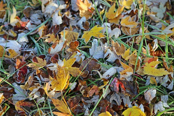 Frosted Leaves November Morning Ohio — Photo