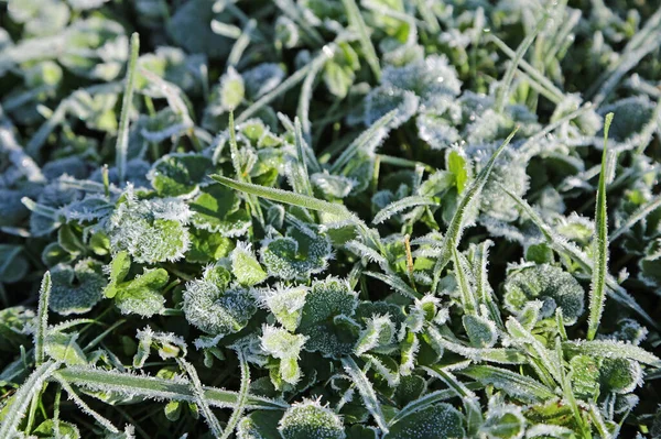 Frosted Grass November Morning Ohio — Stock Photo, Image