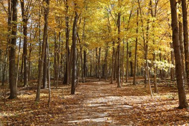 November forest - Glen Helen Nature Preserve, Ohio