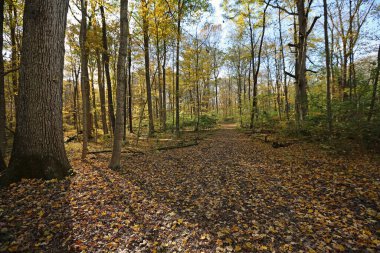 The tree and trail in forest - Glen Helen Nature Preserve, Ohio