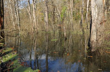 The swamp in Glen Helen Nature Preserve, Ohio