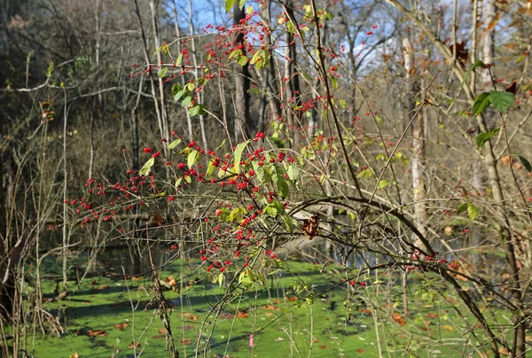 Bush Red Berries Glen Helen Nature Preserve Ohio — Foto Stock