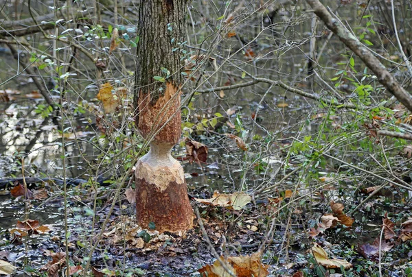 Tree Stem Gnawed Beaver Glen Helen Nature Preserve Ohio — Foto Stock