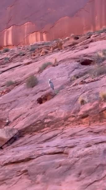 Airone Sulla Scogliera Arizona — Video Stock