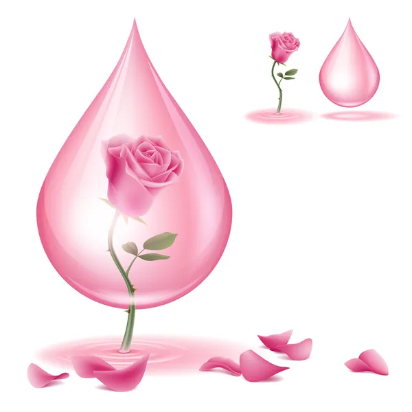 欲滴的玫瑰精油 — 图库矢量图片