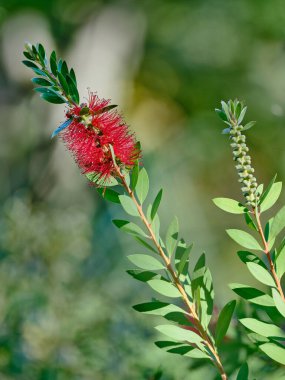 Kırmızı çiçekli güzel yeşil dal