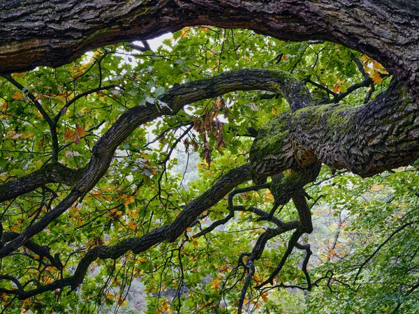 Ramas Árboles Rusovce Village Park Eslovaquia — Foto de Stock