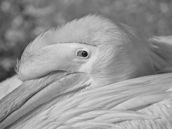 Portrait Pélican Noir Blanc — Photo