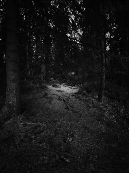 暗い森の中の古い歩道と黒と白の光 — ストック写真
