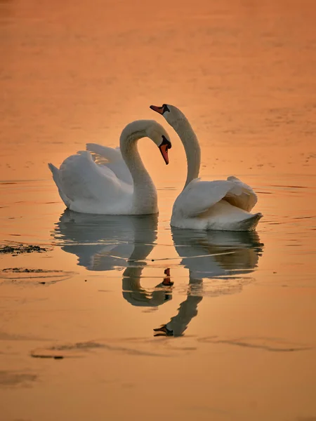 Two Beautiful Swans Lake Sunset Winter Captured Fujifilm Gfx 100S — Stock Photo, Image