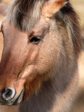 Beautiful horse portrait close up