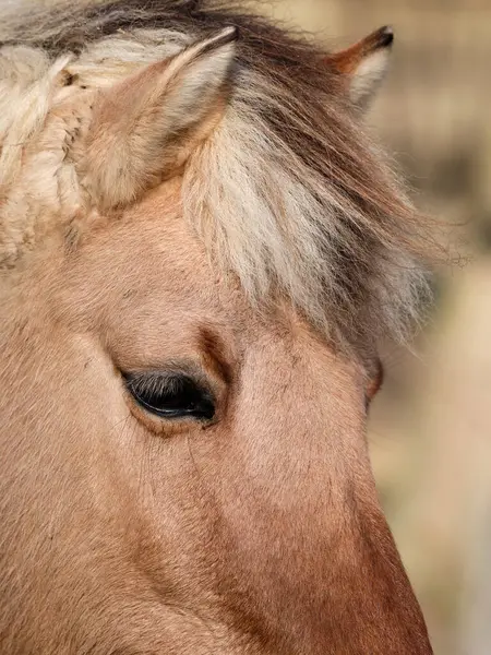 Beautiful Horse Portrait Close — Φωτογραφία Αρχείου