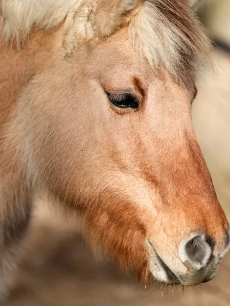 Beautiful Horse Portrait Close — Φωτογραφία Αρχείου