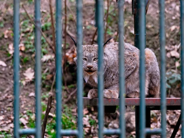 Eurasian Lynx Looks Camera Bars His Prison — стоковое фото