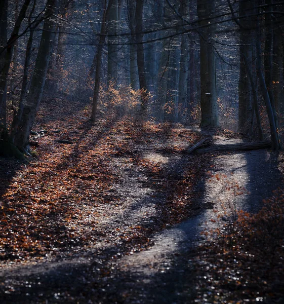 Kävelyreitti Koliba Kukkulalle Valkoisen Kyltin Jälkeen Metsässä Bratislava Slovakia — kuvapankkivalokuva