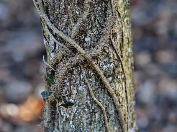 Liana Sığ Bir Tarlada Bir Ağaç Gövdesine Dolandı — Stok fotoğraf