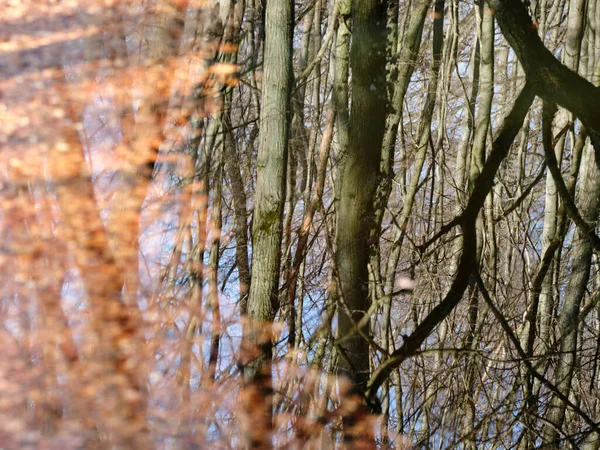 Reflet Troncs Arbres Dans Lac Comme Une Peinture Impressionniste — Photo