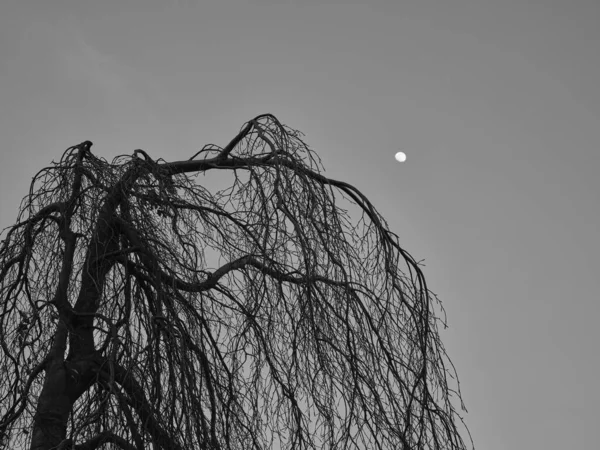 Вечером Старое Ветвистое Дерево Луна Черно Белом — стоковое фото