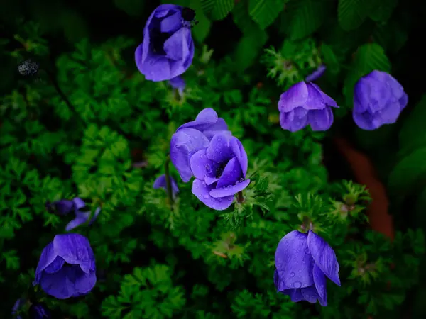 Schöne Blaue Blumen Frühling Topf Freien — Stockfoto
