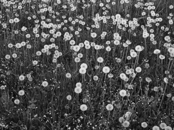 Meadow Full White Dandelion Heads Black White — Zdjęcie stockowe