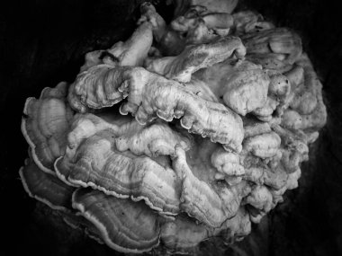 Açık havada bir ağaç gövdesinde büyük bir mantarın soyut siyah beyaz fotoğrafı.