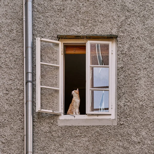 猫在房子开着的窗户里 — 图库照片