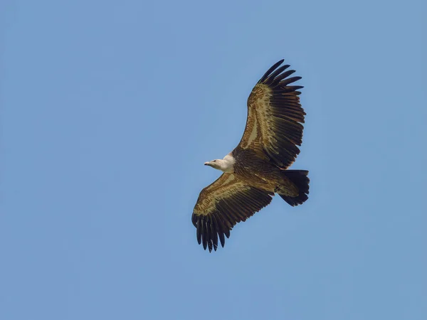 Large Bird Prey Flight Daytime Sunlight — Foto de Stock