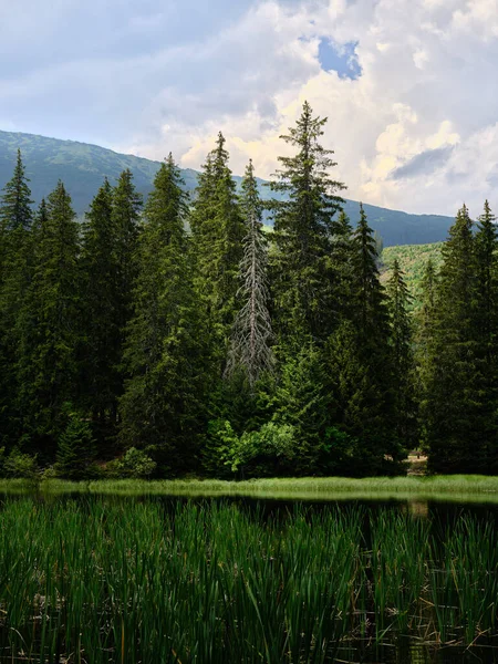Dry Tree Green Conifers Low Tatras Slovakia — Stockfoto