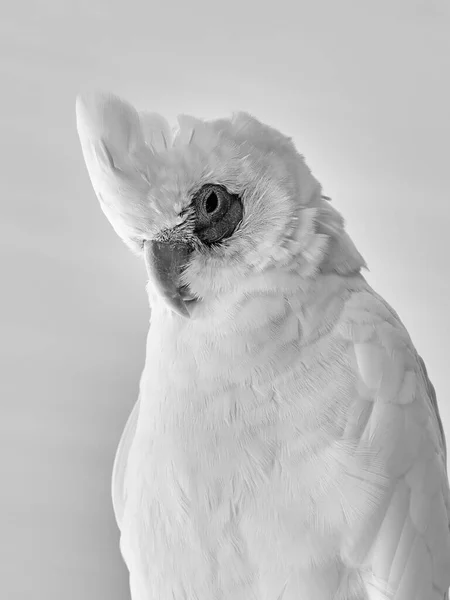 Black White Portrait White Parrot Black Eye White Background — Foto de Stock