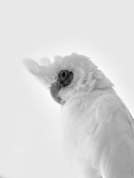 Black White Portrait White Parrot Black Eye White Background — стоковое фото