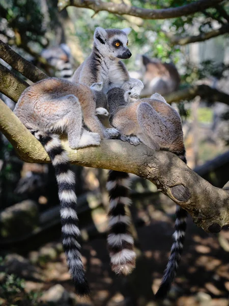 Lemur Mother Nurses Its Two Young Once Tree — Stockfoto