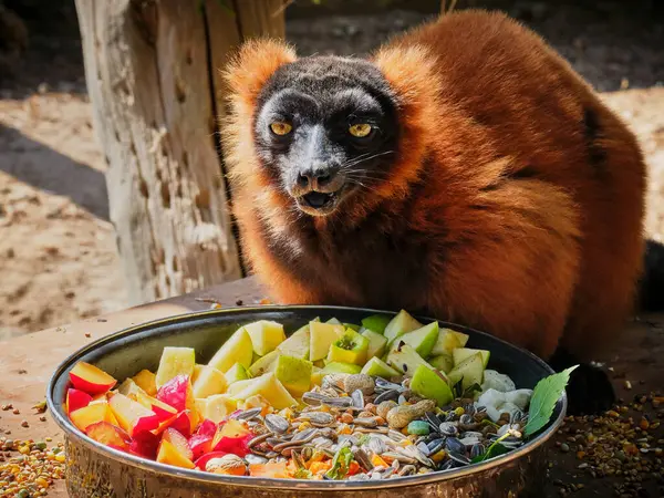 Red Lemur Portrait His Bowl Full Fruit — ストック写真