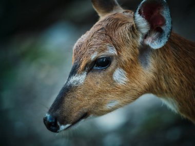 Sitatunga side portrait close up