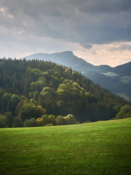 Green Meadow Trees Hill Lit Sun Austria —  Fotos de Stock