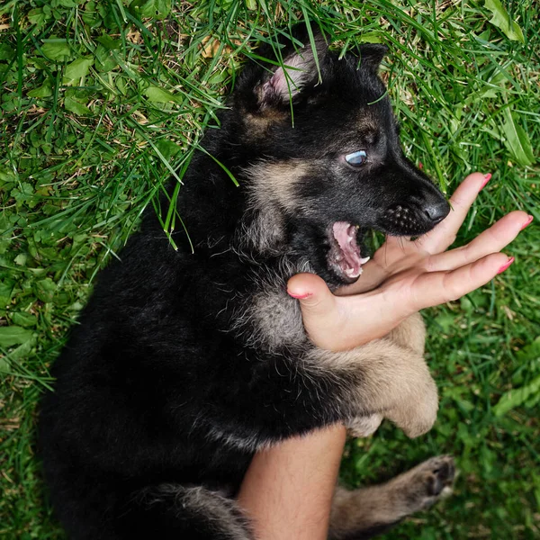 Cachorro Pastor Alemão Brinca Com Mão Uma Senhora Com Unhas — Fotografia de Stock